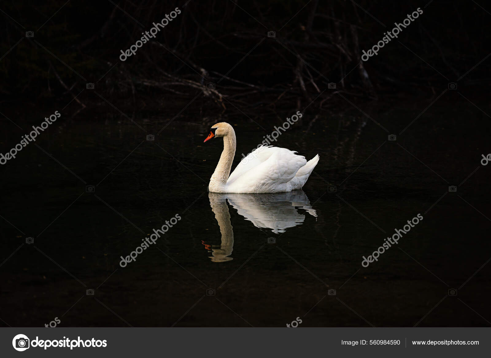 Лебедь Озере Стоковое Фото ©Wirestock 560984590