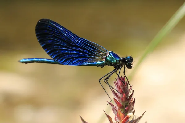 Libélula Una Flor — Foto de Stock