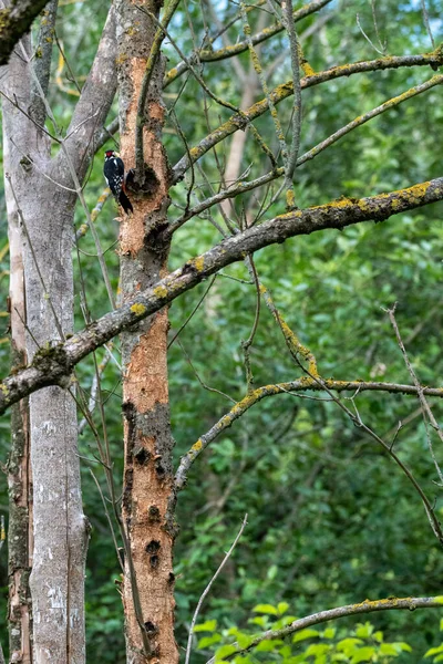 Pássaro Galho Árvore — Fotografia de Stock