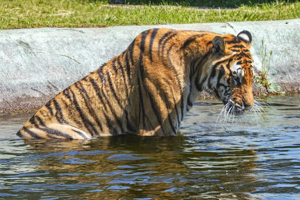 Närbild Bild Tiger Simmar Vattnet — Stockfoto