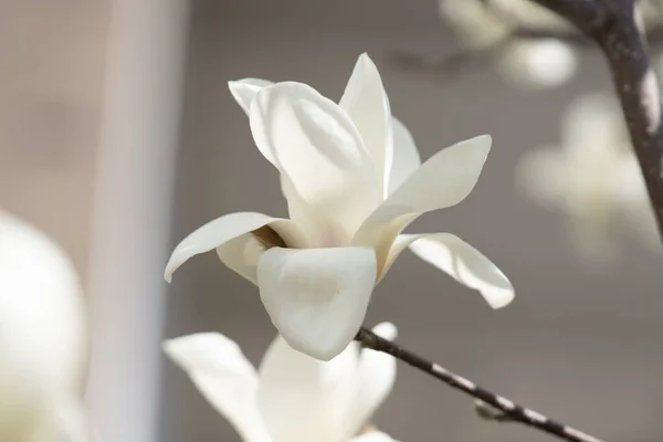 Flores Magnólia Branca Galho Árvore — Fotografia de Stock