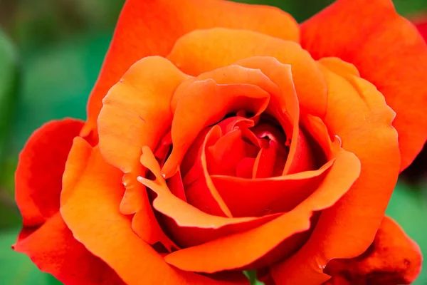 Bella Rosa Fiore Giardino — Foto Stock