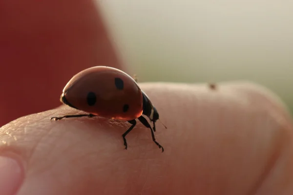 Coccinelle Sur Fond Rouge — Photo