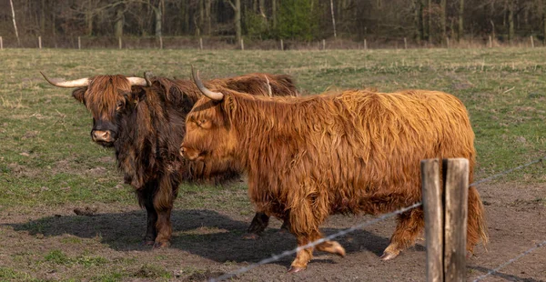 牧场里一头棕色头发的野牛 — 图库照片