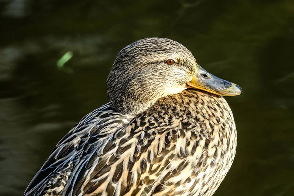 Piękny Ptak Jeziorze — Zdjęcie stockowe