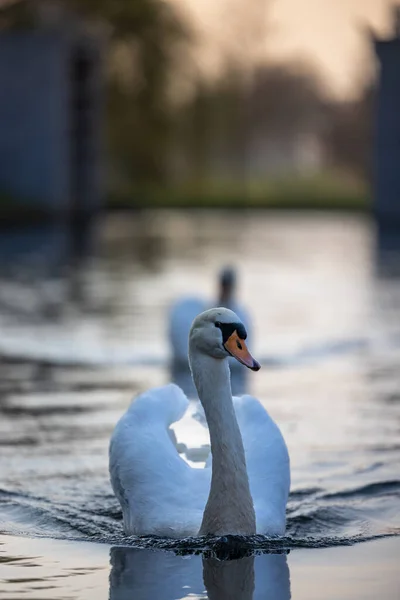 Bellissimo Cigno Bianco Sul Lago — Foto Stock