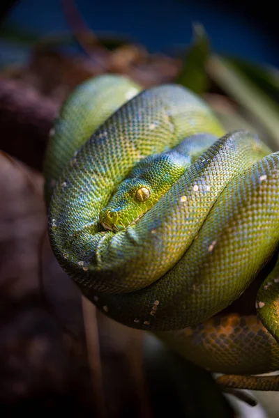 Perto Uma Cobra Verde — Fotografia de Stock