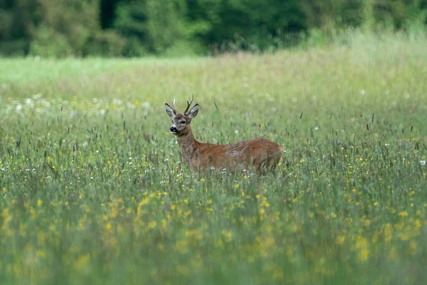 Cerfs Dans Prairie — Photo