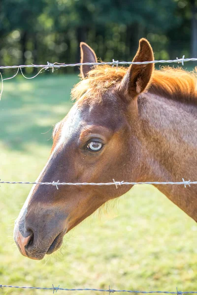 Retrato Cavalo Marrom Bonito — Fotografia de Stock