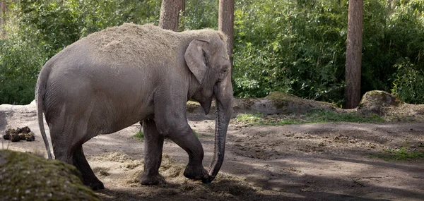 Крупный План Молодого Слона Зоопарке — стоковое фото
