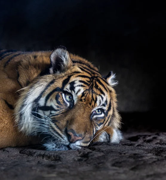 Tigre Zoológico — Fotografia de Stock