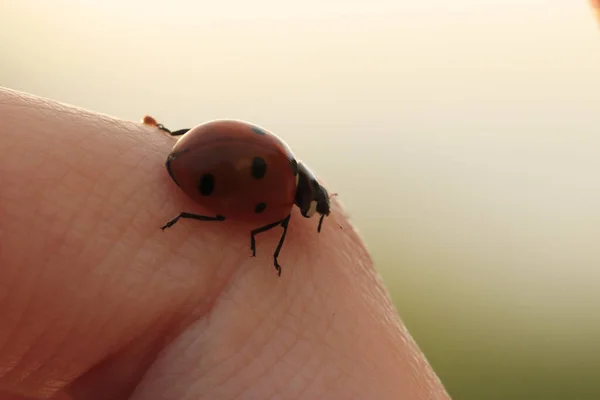 Coccinelle Sur Fond Vert — Photo