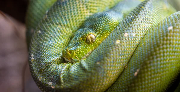 Cobra Verde Jardim — Fotografia de Stock