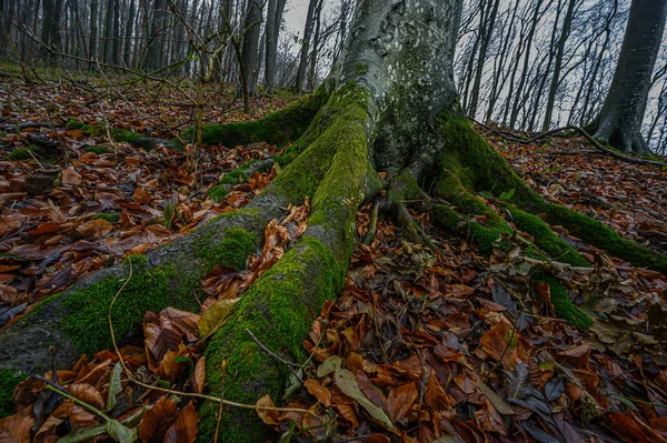 Bosque Otoñal Con Musgo Árboles —  Fotos de Stock