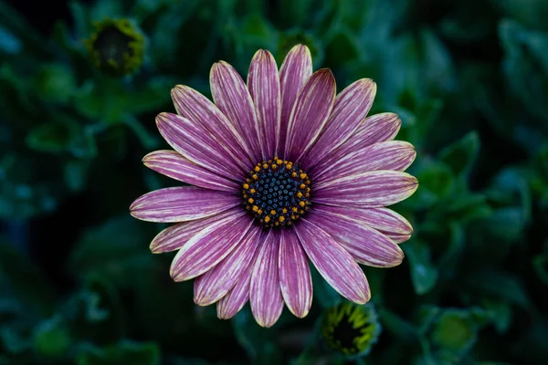 Bellissimi Fiori Giardino — Foto Stock