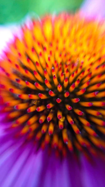 Hermosa Flor Jardín — Foto de Stock