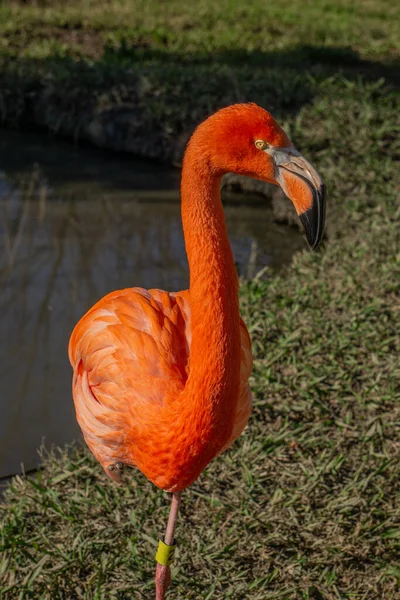 Bonito Flamingo Rosa Parque — Fotografia de Stock