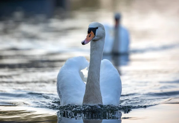 Cisne Lago — Foto de Stock