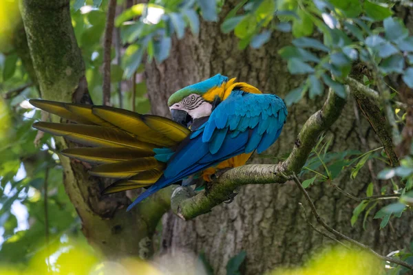 Uccello Macaw Colorato Seduto Ramo — Foto Stock