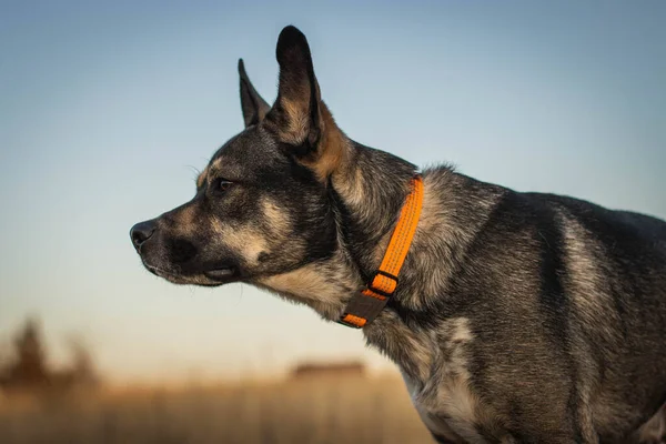 秋の森にいるドイツの羊飼い犬 — ストック写真