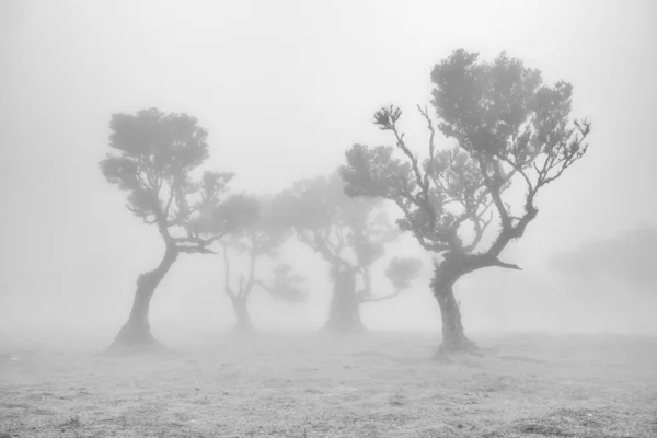 Ομιχλώδες Πρωινό Στην Ομίχλη — Φωτογραφία Αρχείου