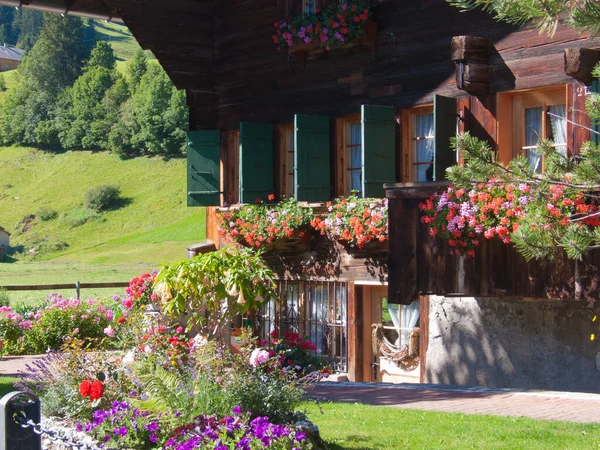 Schöne Blumen Garten — Stockfoto