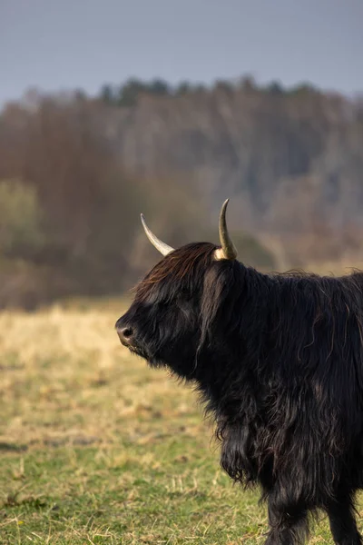 Nahaufnahme Einer Kuh Auf Dem Feld — Stockfoto