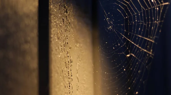 거미줄로 거미줄을 거미줄 가까이 거미줄 — 스톡 사진