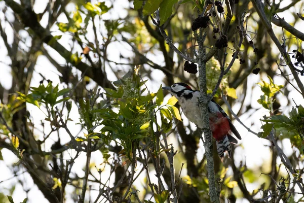 Vogel Auf Einem Ast — Stockfoto