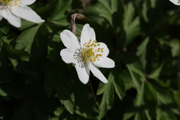 Bellissimi Fiori Che Crescono Giardino — Foto Stock