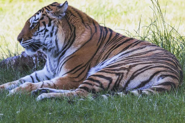 Egy Gyönyörű Tigris Portréja — Stock Fotó