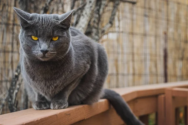 정원에 고양이 — 스톡 사진