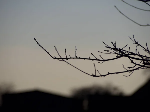 Branches Arbres Flore Nature — Photo