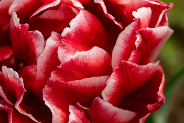 Flor Tulipa Vermelha Fundo Escuro — Fotografia de Stock