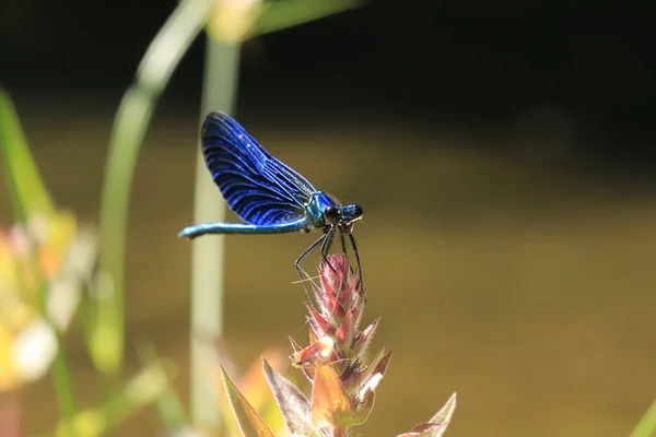 Красива Метелик Квітці — стокове фото