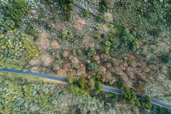 Aerial View Road Forest — Stock Photo, Image