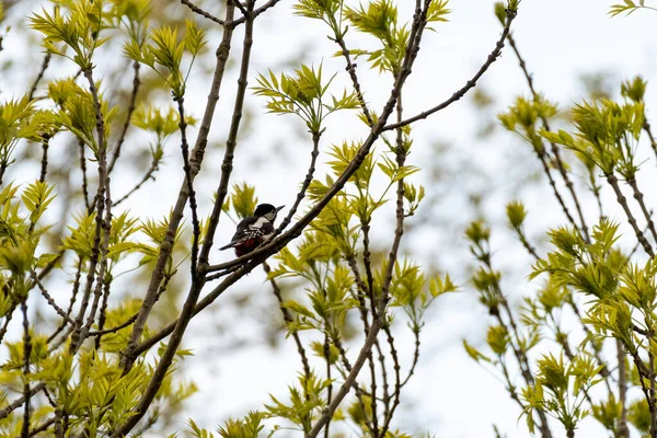 Vogel Auf Einem Ast Eines Baumes Wald — Stockfoto