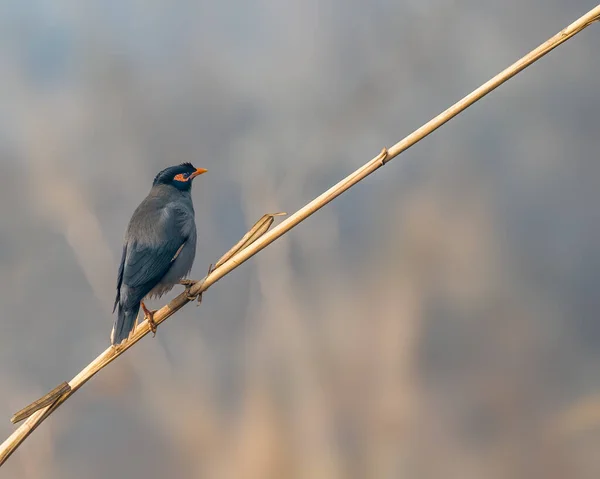 Nahaufnahme Einer Männlichen Amsel Auf Einem Ast — Stockfoto