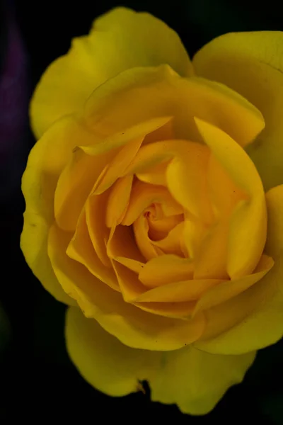 Belle Rose Jaune Dans Jardin — Photo