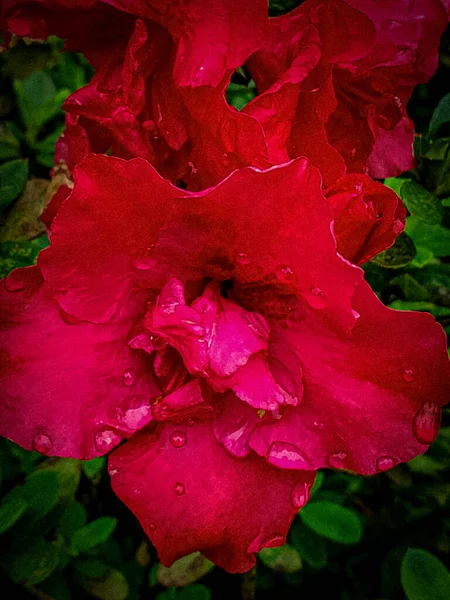 Belles Roses Rouges Sur Fond Sombre — Photo