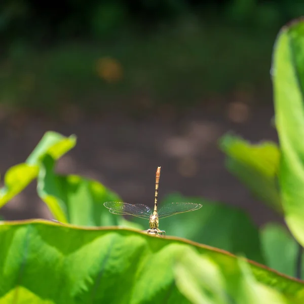 Libélula Sobre Una Hoja Verde —  Fotos de Stock