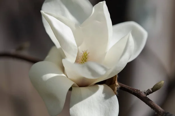 White Magnolia Flowers Branch — Stock Photo, Image