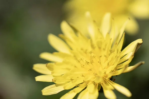 Beautiful Yellow Flower Garden — Stock Photo, Image