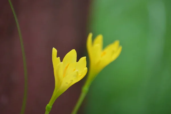 Krásné Květiny Rostoucí Zahradě — Stock fotografie