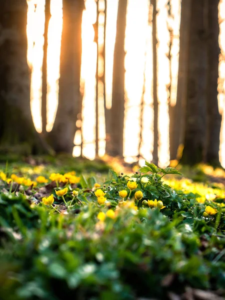 Krásný Výhled Venkovní Scénu — Stock fotografie