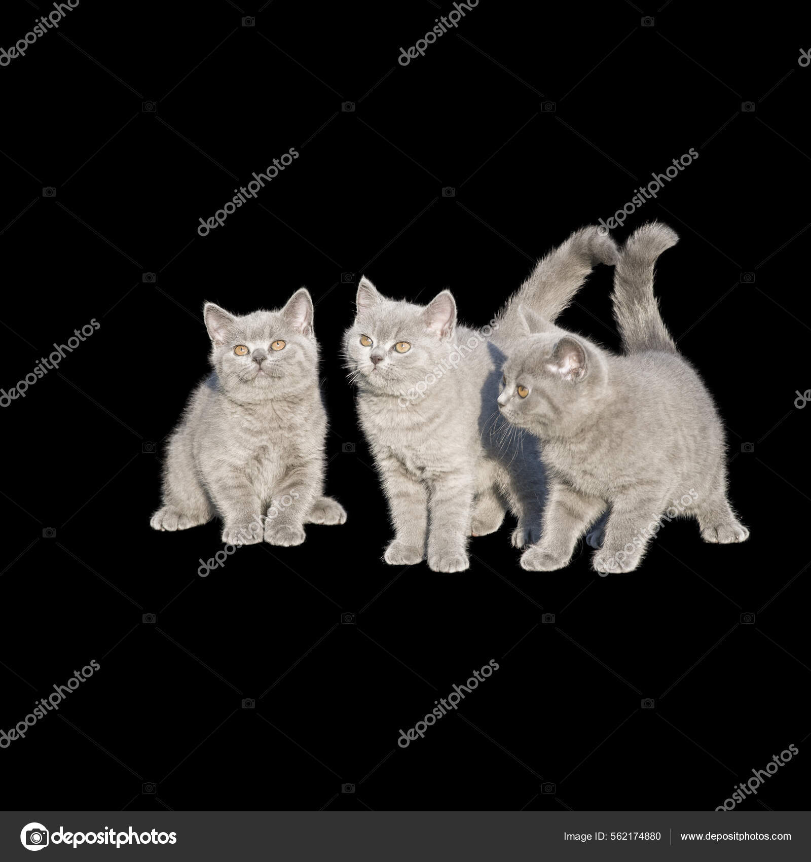 深色背景下的黑白猫— 图库照片©Wirestock＃562174880