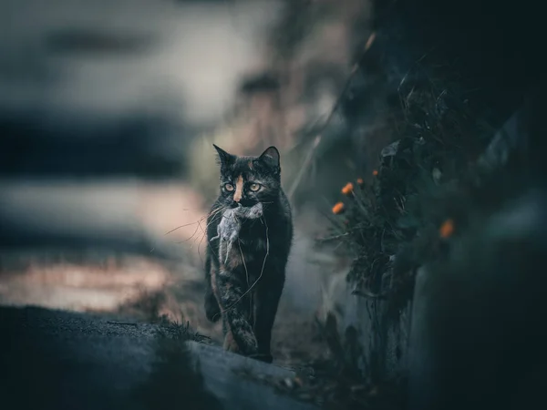 Chat Dans Forêt — Photo