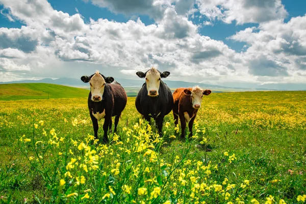 Vacas Pastando Prado Verde — Foto de Stock