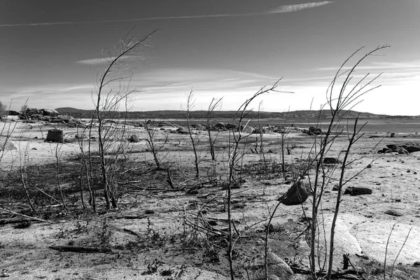 Martwe Drzewo Pustyni Doliny Negev Namibia — Zdjęcie stockowe