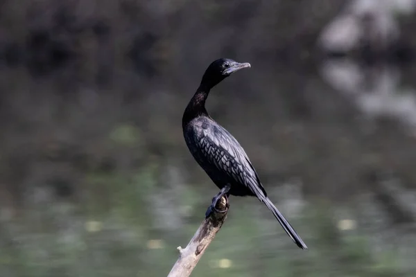 Black Heron Sitting Tree Branch — Stock Photo, Image